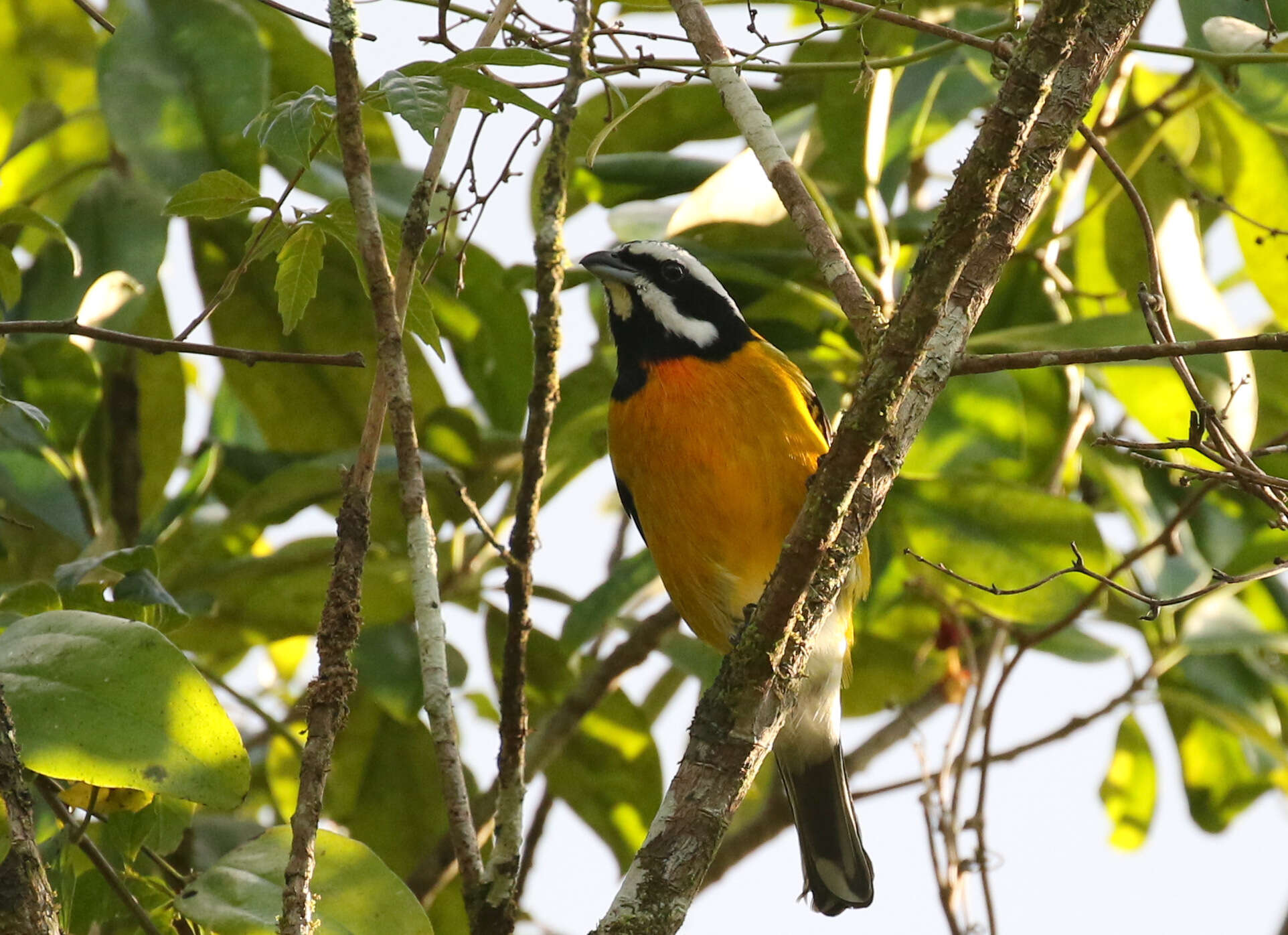 صورة Spindalis nigricephala (Jameson 1835)