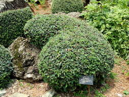 Image of orange cotoneaster