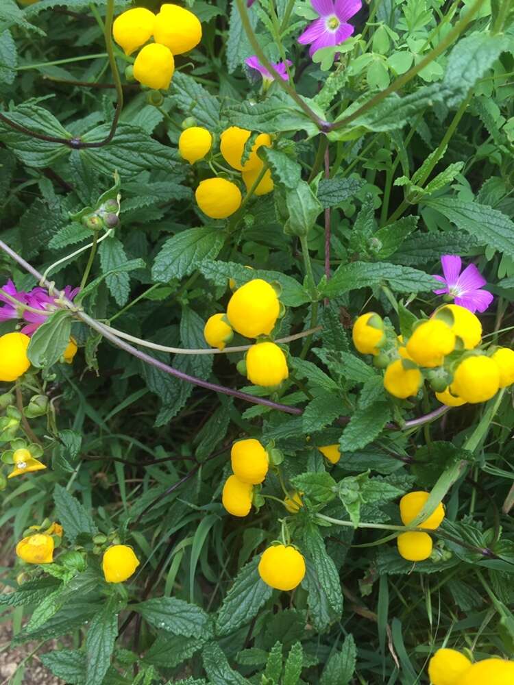 Image of Calceolaria ascendens Lindl.