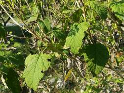 Image of Parthenium fruticosum Less.