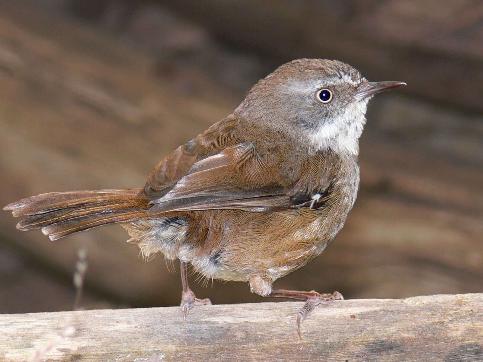 Image of White-browed Scrubwren