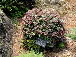 Image of Chinese fringe flower