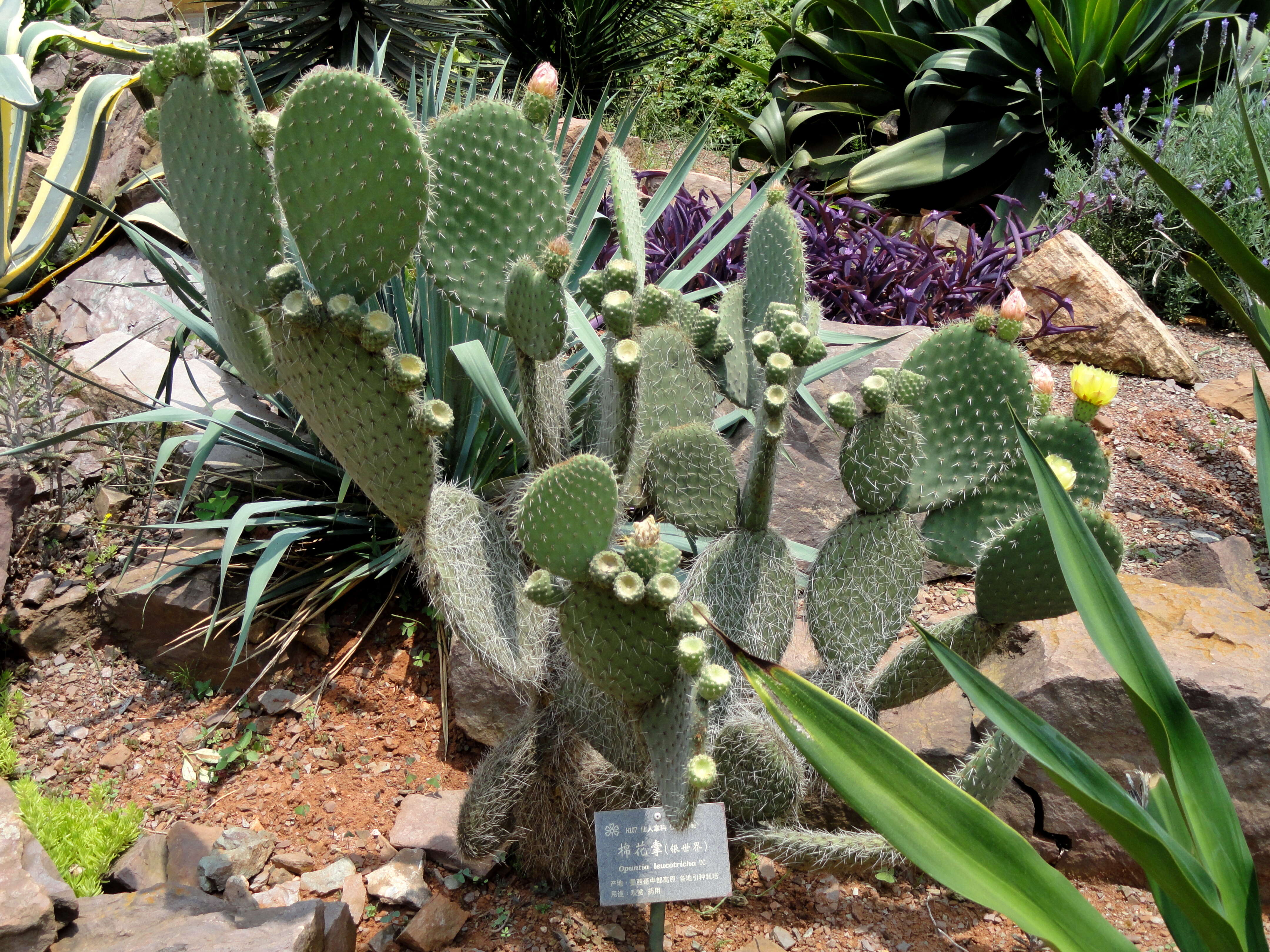 Plancia ëd Opuntia leucotricha DC.