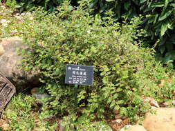 Image of Rosa sericea Lindl.