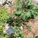 Image of Salvia yunnanensis C. H. Wright