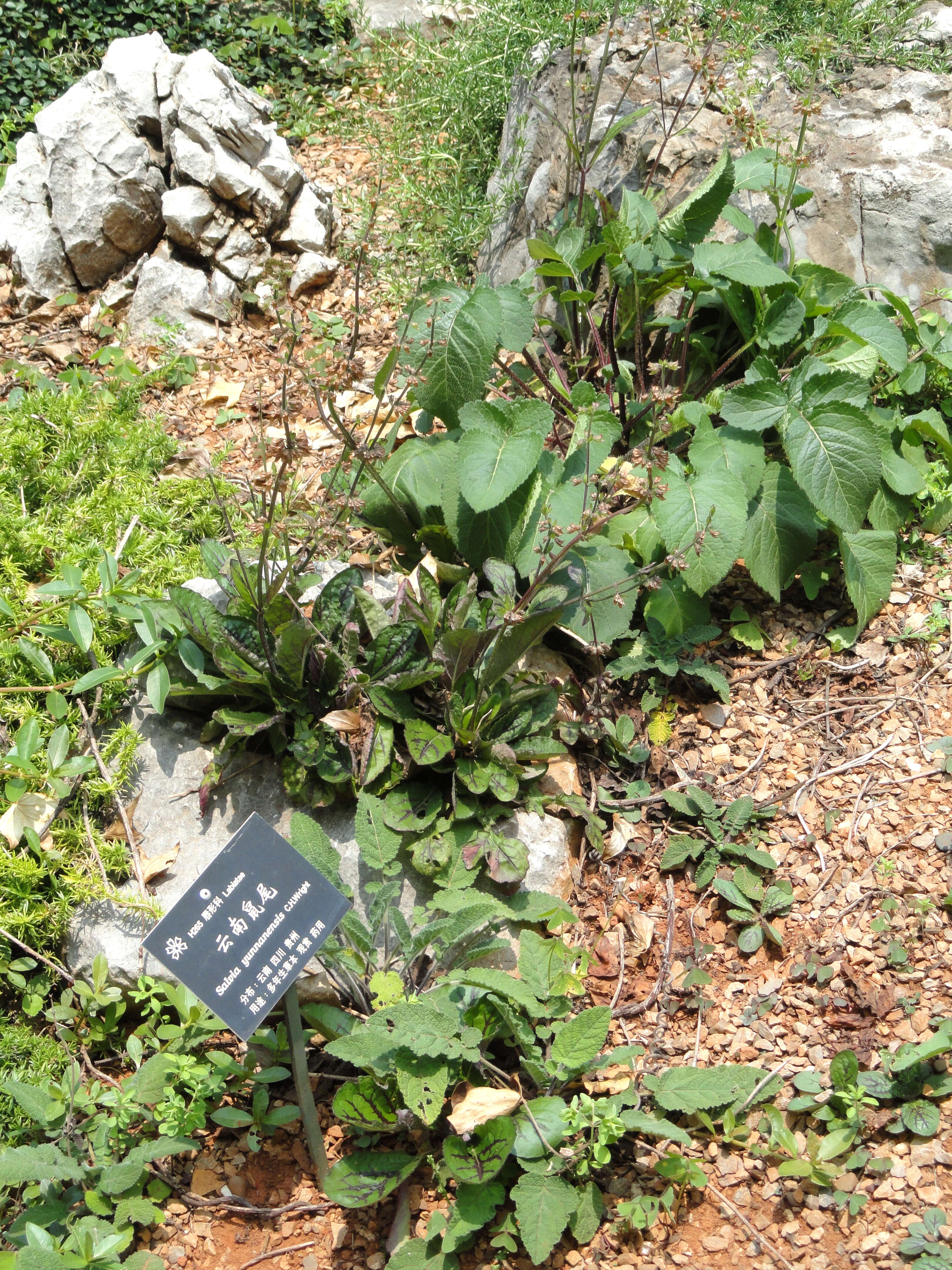 Imagem de Salvia yunnanensis C. H. Wright