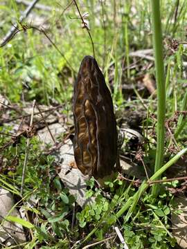 Image of Morchella australiana T. F. Elliott, Bougher, O'Donnell & Trappe 2014