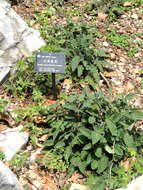 صورة Salvia yunnanensis C. H. Wright