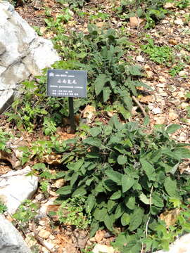 Imagem de Salvia yunnanensis C. H. Wright