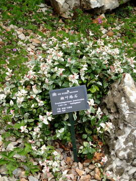 Image of Star-jasmine or Confederate-jasmine