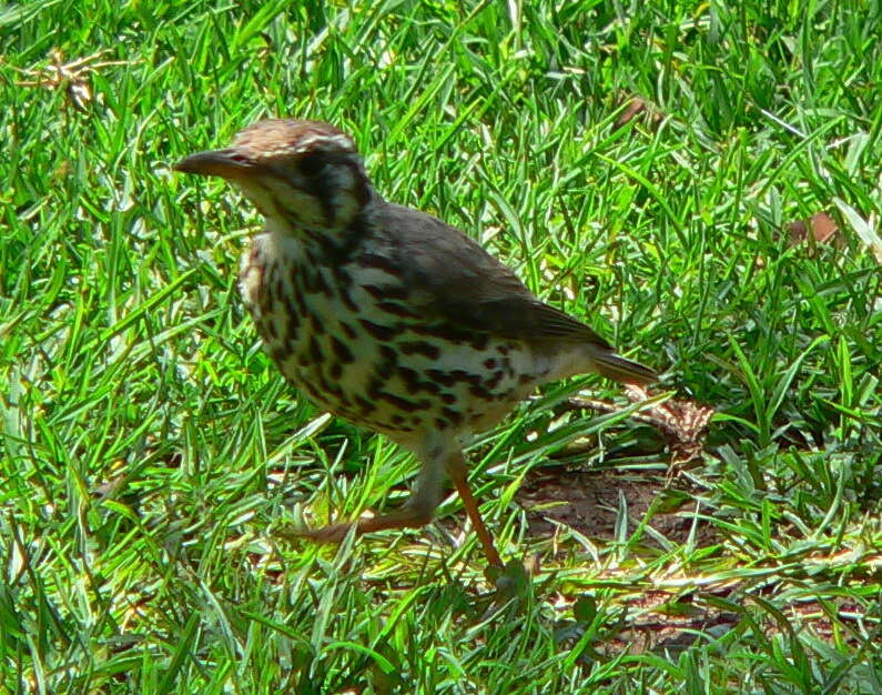 Image of Groundscraper Thrush