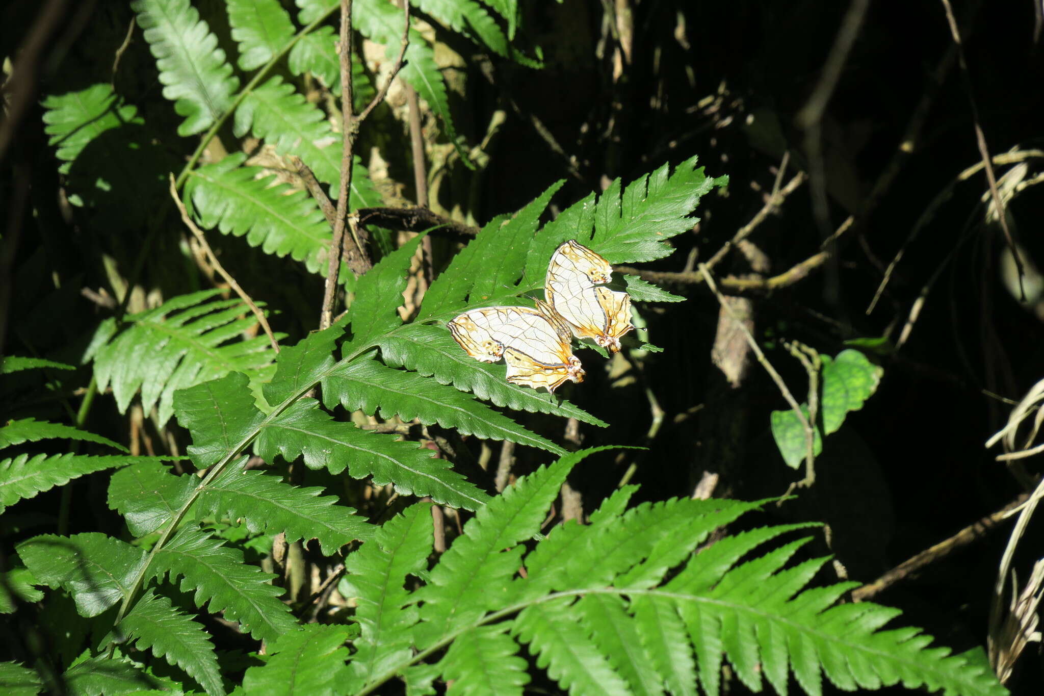 Image de Cyrestis thyodamas formosana Fruhstorfer 1898