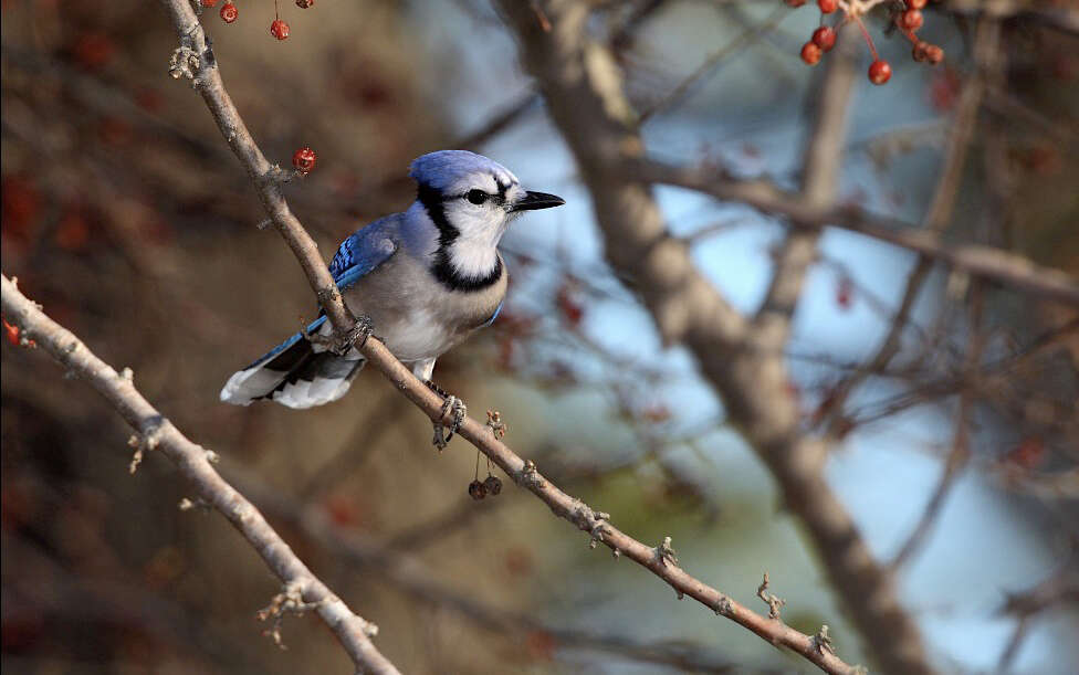 Image of Blue Jay