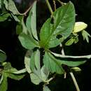 Image of cupped passionflower