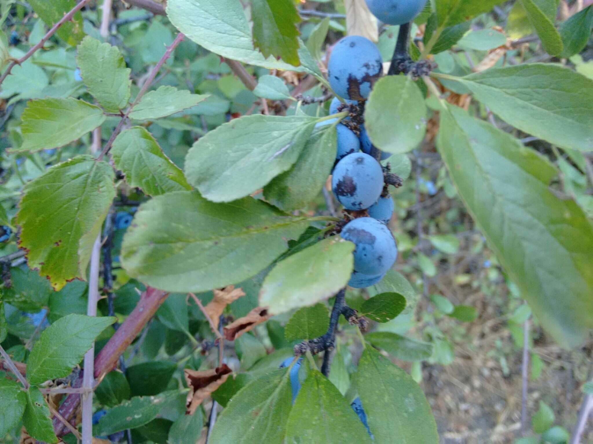 Image of Blackthorn