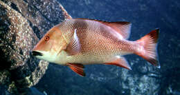 Image of Emperor red snapper