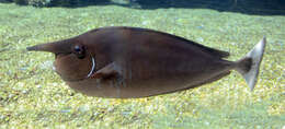 Image of Brown Unicornfish