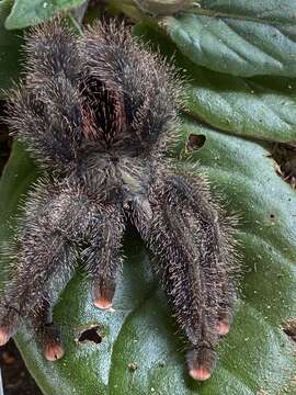 Image of Avicularia variegata F. O. Pickard-Cambridge 1896