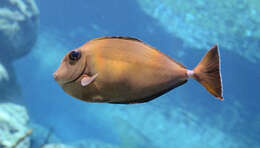 Image of Banded Unicornfish