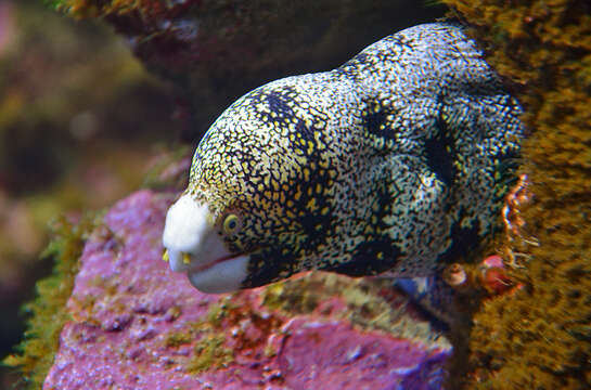 Image of Snowflake moray