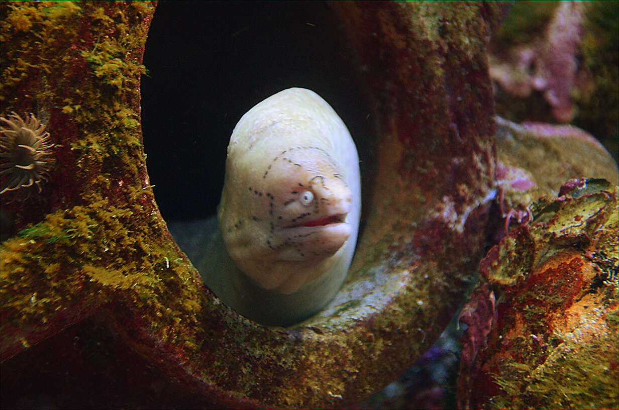 Image of Geometric moray