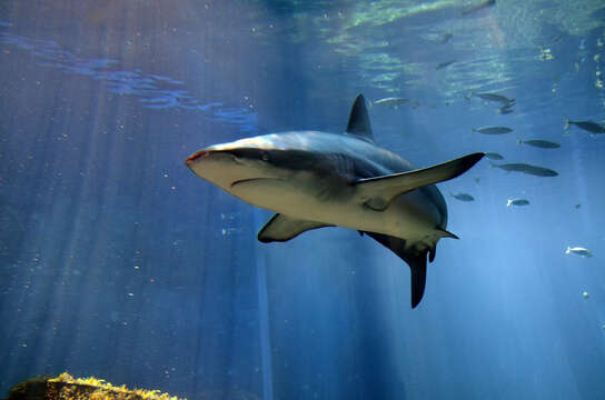 Image of Dusky Shark