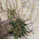Image of Verbascum pyroliforme subsp. dudleyanum (Hub.-Mor.) Karavel. & Aytaç