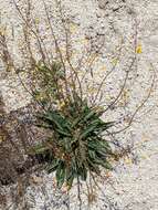 Image of Verbascum pyroliforme subsp. dudleyanum (Hub.-Mor.) Karavel. & Aytaç