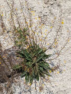 Image de Verbascum pyroliforme (Boiss. & Heldr.) O. Kuntze