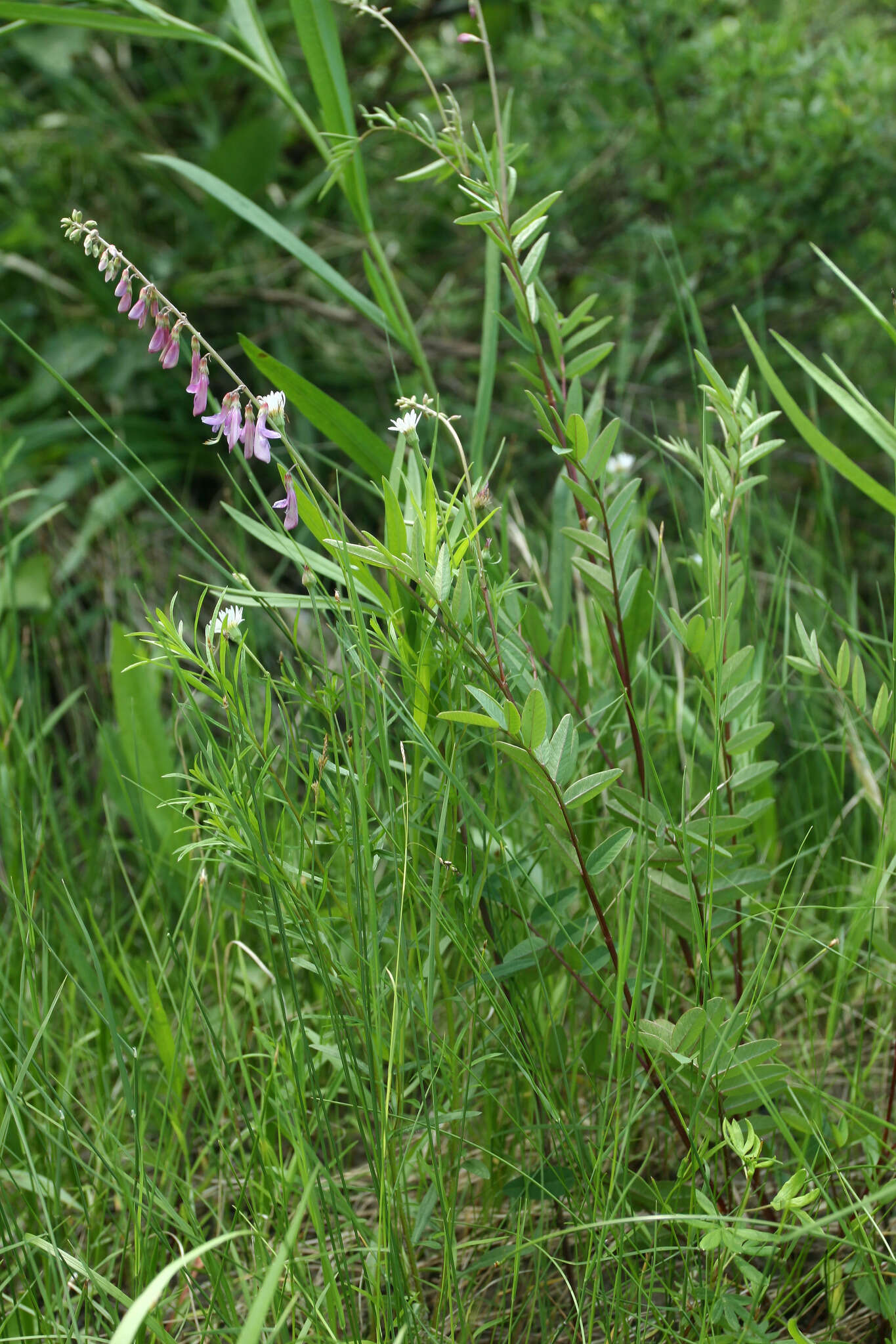 Plancia ëd Hedysarum alpinum L.