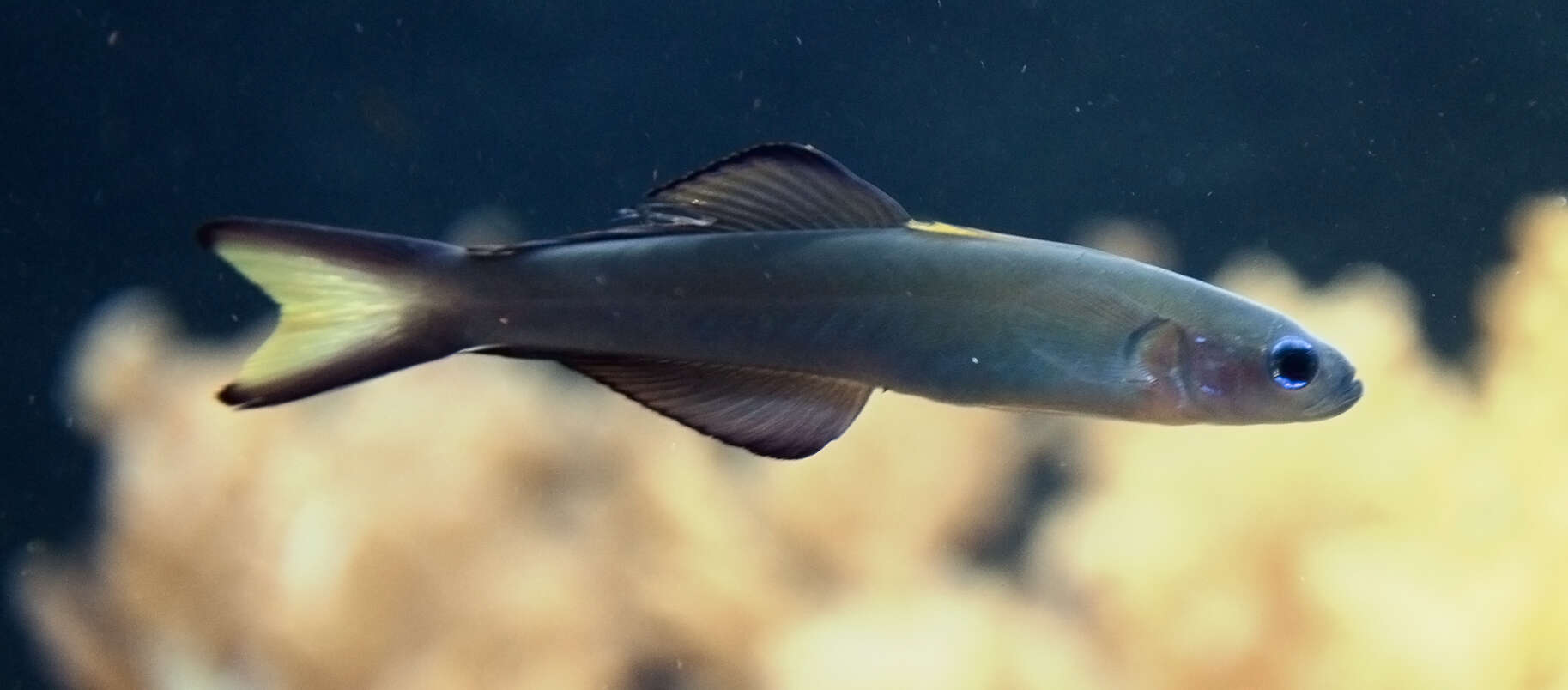 Image of Arrow dart-goby