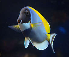 Image of Blue Surgeonfish