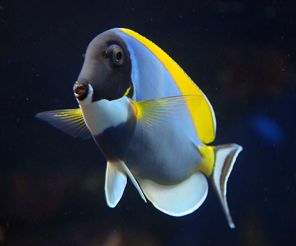 Image of Blue Surgeonfish