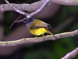 Image of Canary-flycatcher