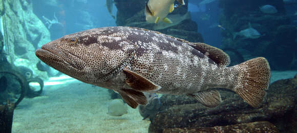 Image of Malabar Grouper