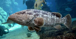 Epinephelus malabaricus (Bloch & Schneider 1801) resmi