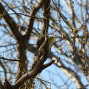 Image of Cape White-eye