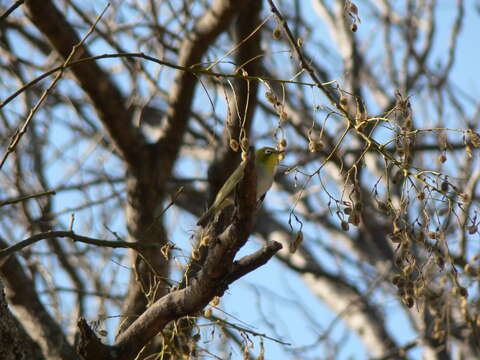 Слика од Zosterops pallidus Swainson 1838