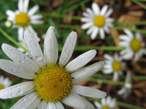 Image of Oxeye Daisy