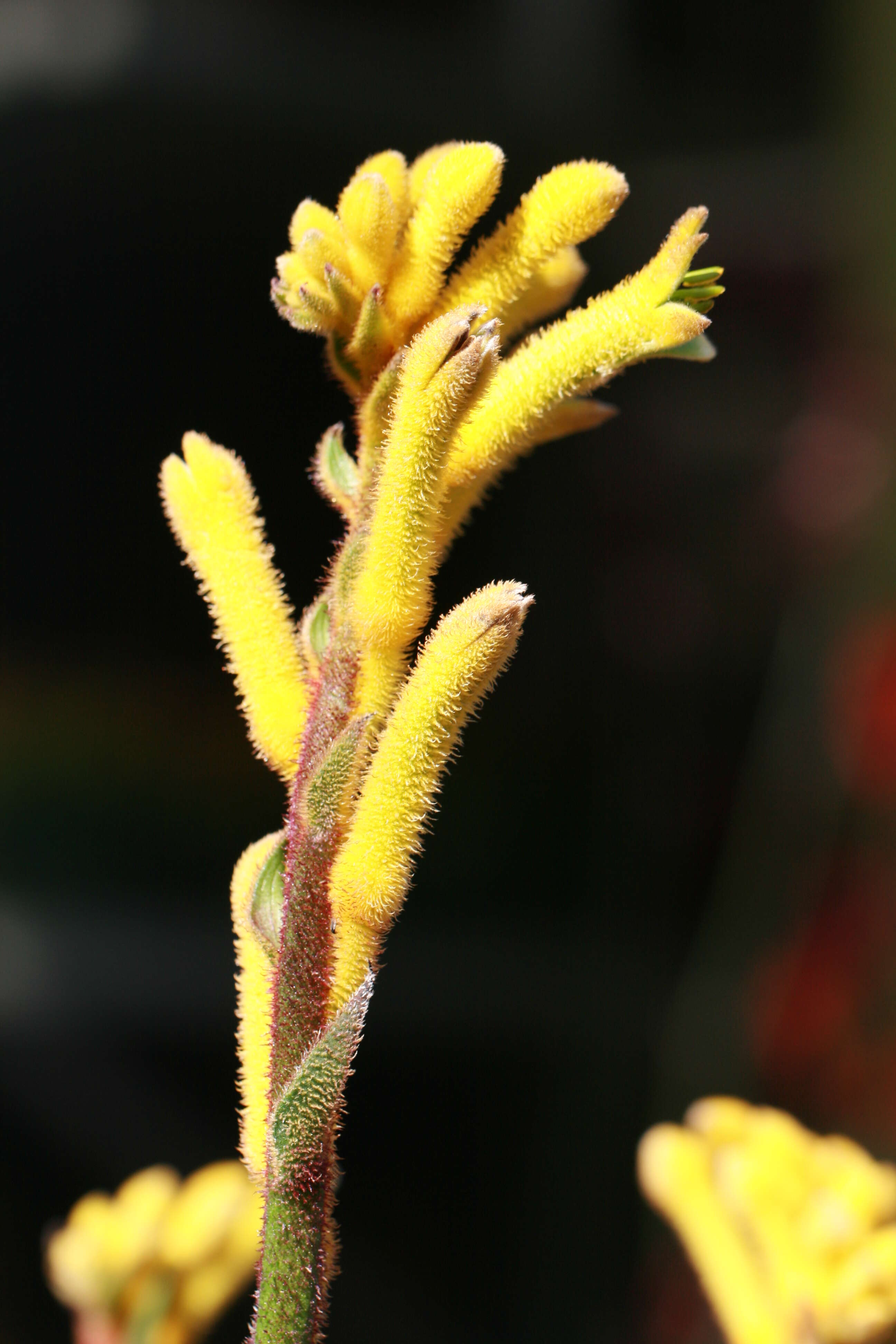 Image of Anigozanthos flavidus Redouté