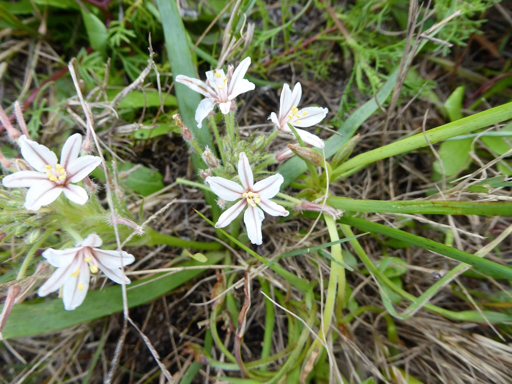 Image of Trachyandra hispida (L.) Kunth