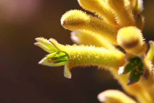 Image of Anigozanthos flavidus Redouté