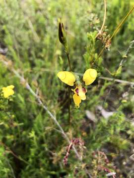 Image of Short-leaved donkey orchid