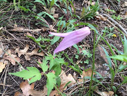 Image of rock clematis