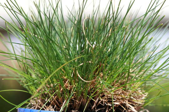 Слика од Festuca glauca Vill.