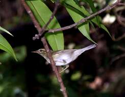 Image of Arctic Warbler