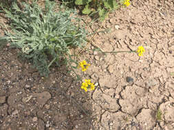 Image de Physaria gordonii (A. Gray) O'Kane & Al-Shehbaz