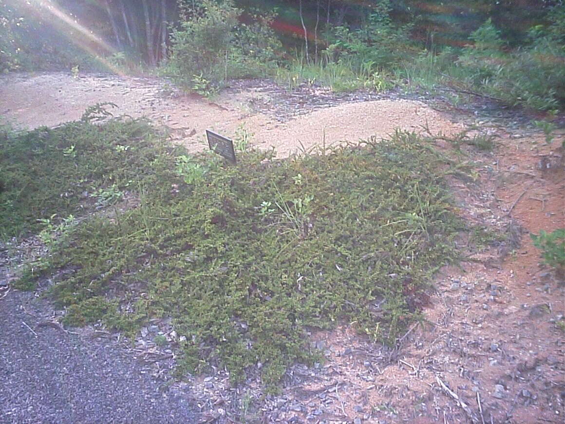 Image of rockspray cotoneaster