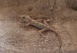 Image of Common fan-footed gecko