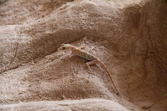 Image of Common fan-footed gecko